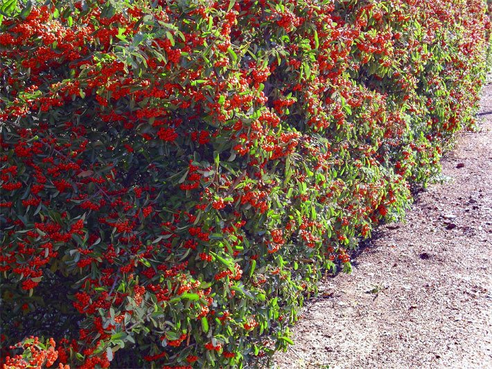 Feuerdorn-Hecke mit leuchten roten Beeren-Früchten im Herbst