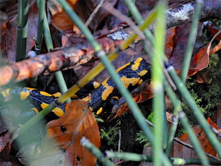 Feuersalamander mit länglichem, kräftigen Körperbau und gelb-schwarzer Zeichnung in einem Schilf-Röhricht