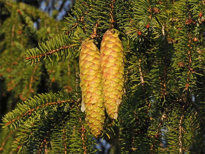 Fichtenzapfen mit Harz von Picea abies