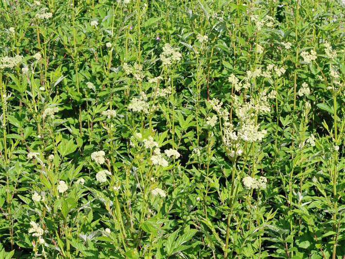 Echtes Mädesüß, botanischer Name Filipendula ulmaria, mit weißen Blüten und grünen Blättern in einem Kräuterbeet