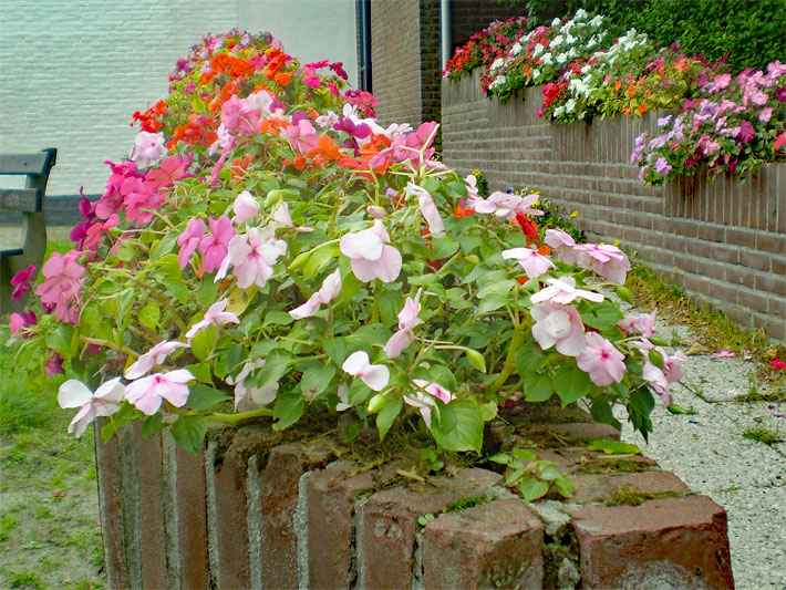 Rosa, violett, purpur, orange, rot und weiß blühende Fleissige Lieschen, botanischer Name Impatiens walleriana, als Topfblumen auf Mauern im Garten