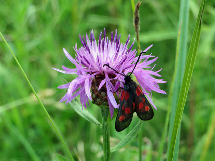 Rosa-violette Körbchen-Blüte einer Wiesen-Flockenblume, botanischer Name Centaurea jacea, auf der ein Schmetterling sitzt, ein Feuchtwiesen-/Sumpfhornklee-Widderchen, faunistischer Name Zygaena trifolii, mit schwarzen, orange-rot gepunkteten Flügeln