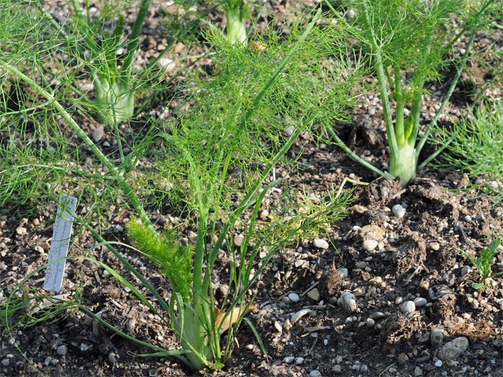 Grünes Blatt-Kraut des Gewöhnlichen Fenchels Foeniculum vulgare