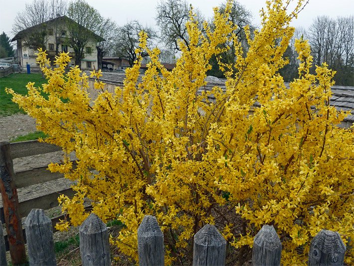 Gelbe Blüten einer blühenden Garten-Forsythie / Goldflieder, botanischer Name Forsythia x intermedia, an einem Zaun in einem oberbayerischen Dorf