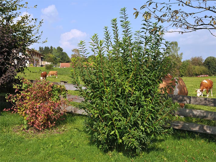 Forsythie, botanisch Forsythia x intermedia, und ein Roter Hartriegel, botanisch Cornus sanguinea, im Spätsommer auf dem Land mit Kühen im Hintergrund