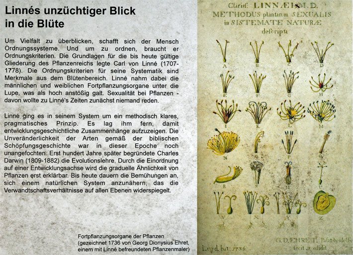 Schautafel mit dem Titel Linnes unzüchtiger Blick in die Blüte und einer Zeichnung von 1736 von Georg Dionysius Ehret, einem mit Linne befreundeter Pflanzenmaler, Veröffentlichung mit freundlicher Genehmigung des Botanischen Gartens München-Nymphenburg