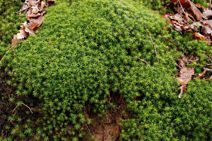 Schönes Widertonmoos oder auch Schönes Frauenhaarmoos im Wald