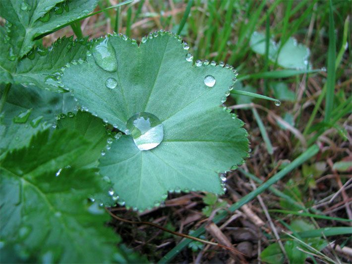 Weicher Frauenmantel, botanischer Name Alchemilla mollis, mit Tautropfen auf einer Wiese im Allgäu