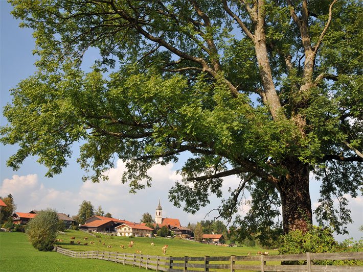 Freistehende Gewöhnliche Esche vor einem oberbayerischen Dorf