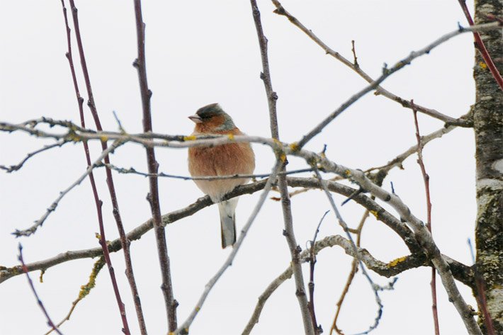 Buchfink mit orangebraunem Körper auf einem Ast