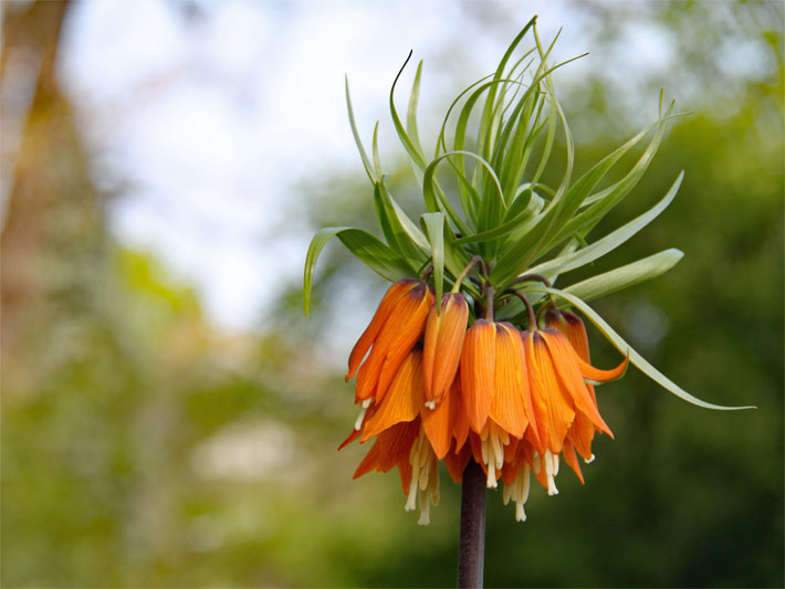 Hängende orange Blüte einer Kaiserkrone, botanischer Name Fritillaria imperialis, mit grünem, kronen-förmigem Blätter-Schopf