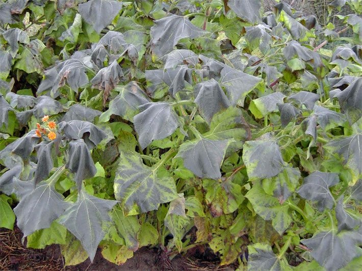 Yacon-Blätter nach einem Frost-Schaden mit dunklen Verfärbungen