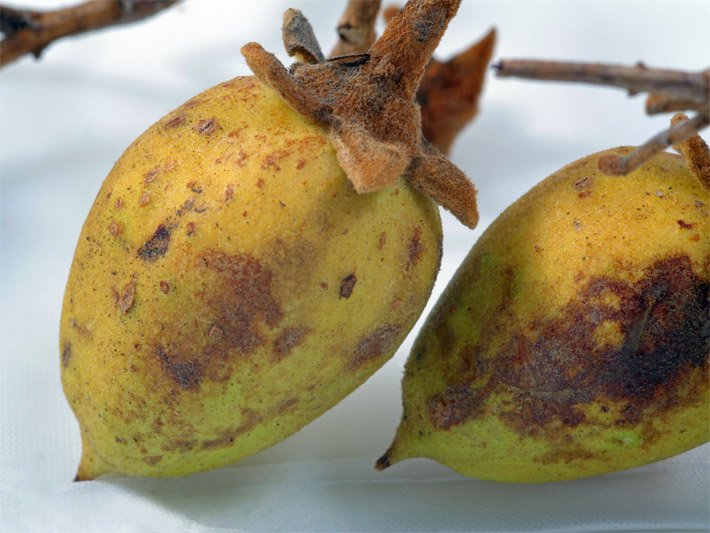 Großaufnahme der Früchte von einem Blauglockenbaum Paulownia tomentosa