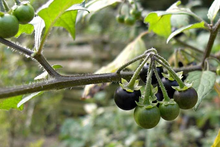 Früchte an einem Zweig vom Schwarzen Nachtschatten