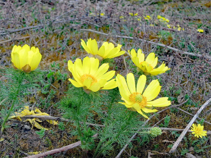 Gelbe Blüten von einem Frühlings-Adonisröschen,  botanischer Name Adonis vernalis, auf einer Wiese
