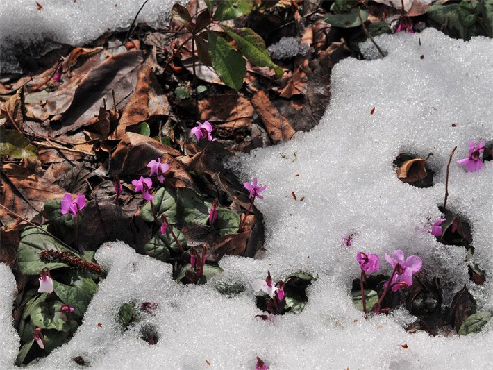 Frühlings-Alpenveilchen mit grün-gemusterten Blättern und rosa-violetten Blüten in einem Blumenbeet mit Schnee-Resten