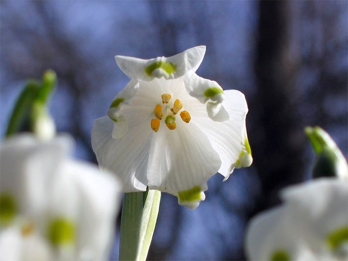 Weiße Blüte einer Frühlings-Knotenblume, botanischer Name Leucojum vernum, die an den Blütenspitzen hellgrün getupft ist