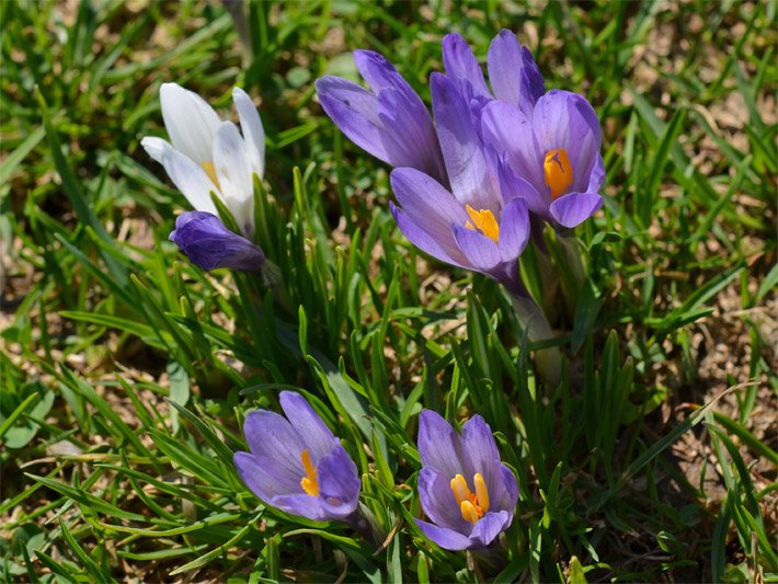 Mehrere lila und weiß blühende Frühlings-Krokusse, botanischer Name Crocus vernus, auf einer Wiese