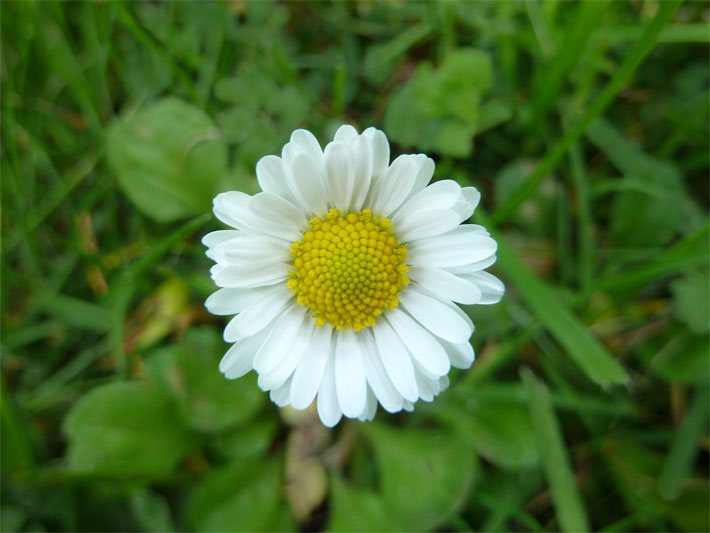 Gänseblümchen, botanischer Name Bellis perennis, auf einer Garten-Wiese mit weißen Zungenblüten, die kreisförmig um eine gelbe Körbchen-Blüte mit Röhrenblüten angeordnet sind