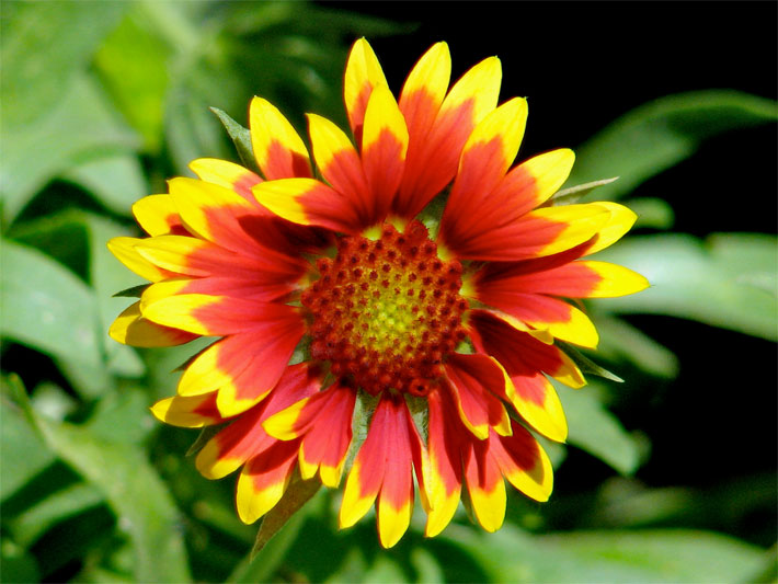 Dreifarbige (gelb-orange-rot) Blüte einer Prärie-Kokardenblume, botanischer Name Gaillardia aristata, in einem Gartenbeet