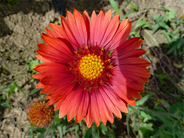 Körbchenblüte mit tiefroten Zungenblüten und mittig angordneten, honiggelben Röhrenblüten einer Großblumigen Kokardenblume der Sorte Burgunder, botanischer Name Gaillardia x grandiflora, in einem Blumenbeet