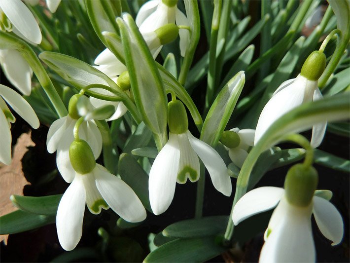 Weiß blühende Kleine Schneeglöckchen, botanischer Name Galanthus nivalis, in einem Balkon-Blumenkasten
