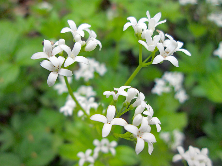 Weiße Waldmeister-Blüten, botanischer Name Galium odoratum