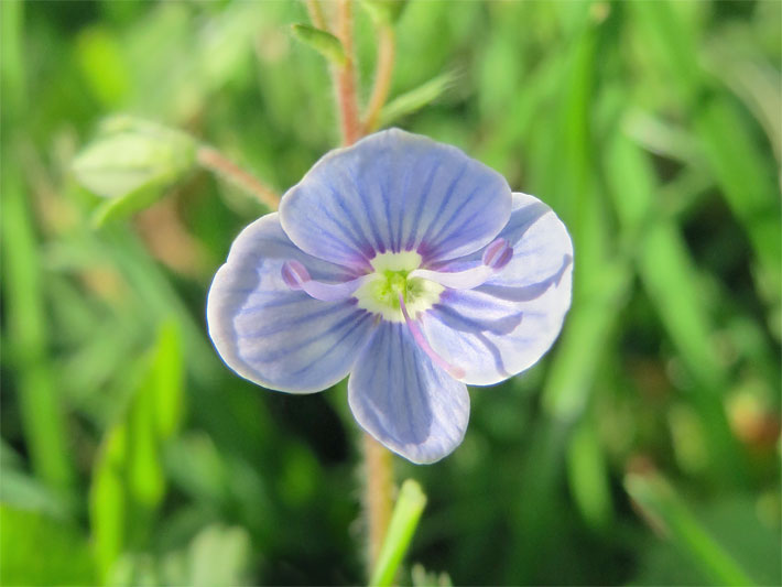 Blass blau-violette Blüte von einem Gamander-Ehrenpreis, botanischer Name Veronica chamaedrys, auf einer Wiese