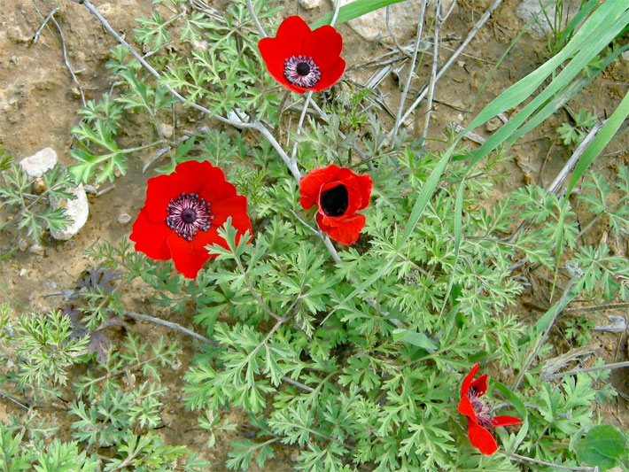 Mehrere leuchtend rote Blüten von einer bodennah wachsenden Garten-Anemone, botanischer Name Anemone coronaria, in einem Vorgarten