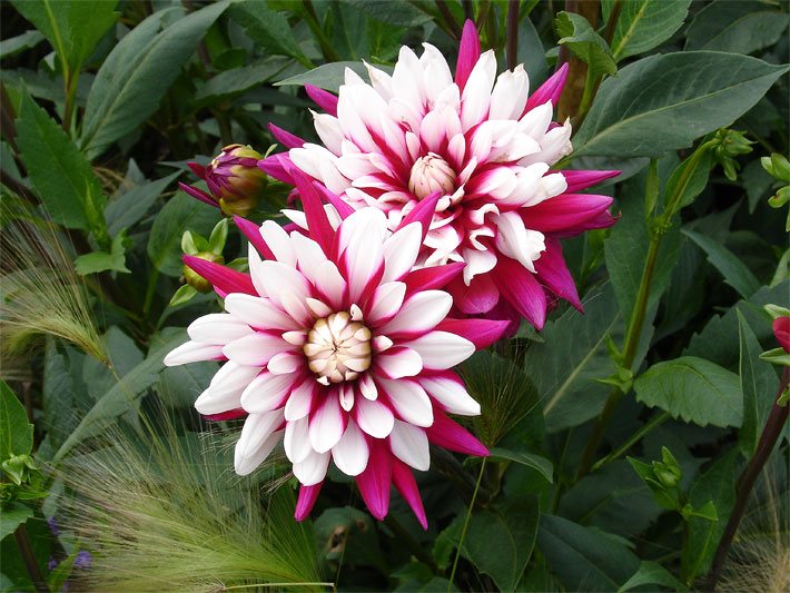 Großblütige, weiß-rot-purpur farbene bis dunkelrote Blüten einer Garten-Dahlie, lateinischer Name Dahlia x hortensis, in einem Pflanzen-Kübel auf dem Balkon