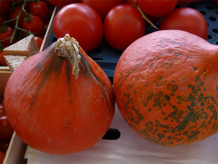 Rot-orange Garten-Kürbisse nach dem Ernten in einer Gemüsekiste