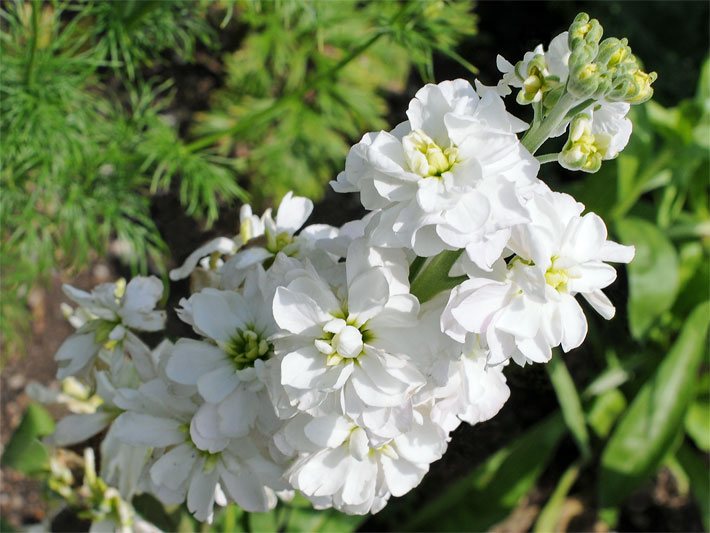 Weiße Blüten einer Garten-Levkoje, botanischer Name Matthiola incana