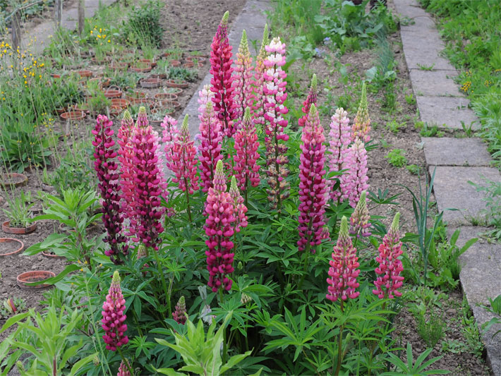 Purpurrot bis pink und rosa blühende Garten-Lupinen, botanischer Name Lupinus polyphyllus, in einem Beet