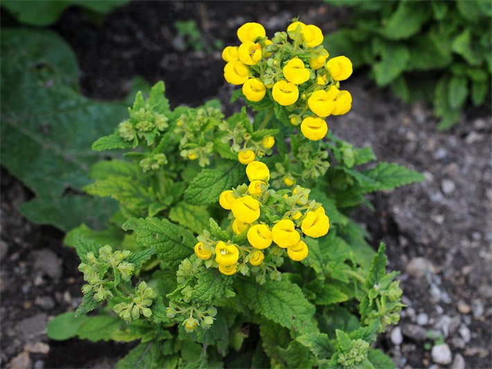 Leuchtend gelbe Lippen-Blüten einer Garten-Pantoffelblume, botanischer Name Calceolaria integrifolia oder rugosa, in einem Beet