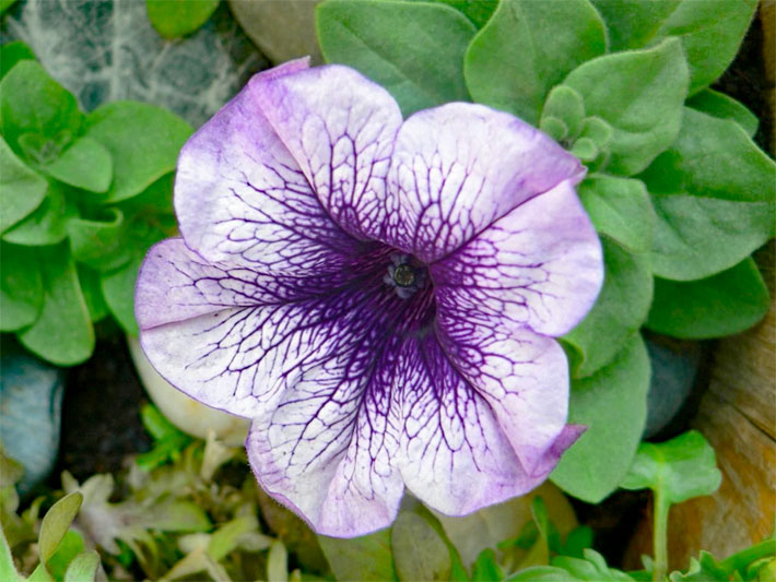 Weiß-lila gemusterte Garten-Penunie, botanischer Name Petunia x hybrida, mit grünen Blättern in einem Sommer-Beet