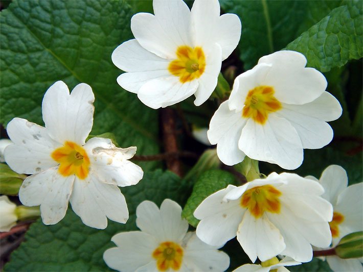 Weiß-gelbe Blüte von einer Garten-Primel auf einem Balkon