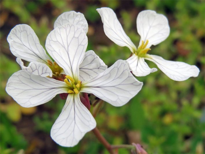 Weiße Blüten von einem Garten-Rettich, botanischer Name Raphanus sativus, in einem Zierbeet