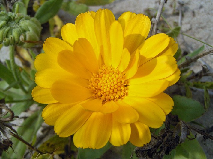 Gold-gelbe Körbchenblüte einer Garten-Ringelblume, botanischer Name Calendula officinalis, in einem Blumenbeet