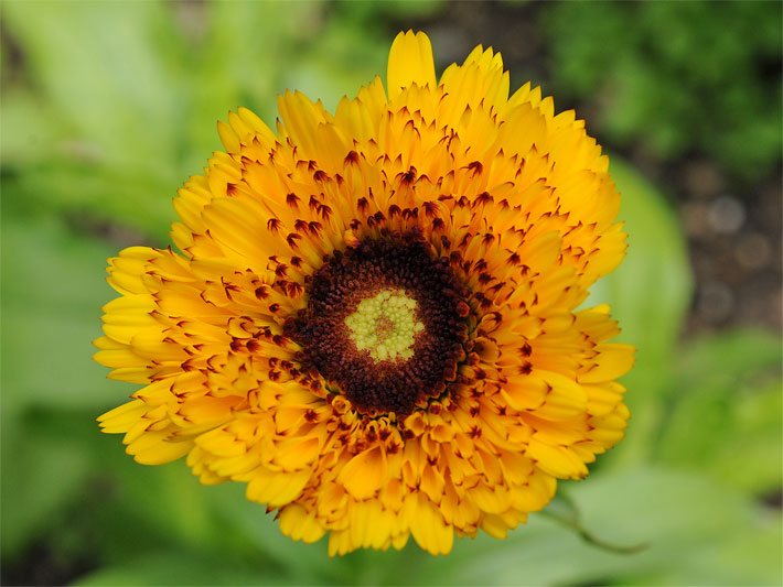 Schwarz-orange Blüte einer Garten-Ringelblume der Sorte Princess, botanischer Name Calendula officinalis