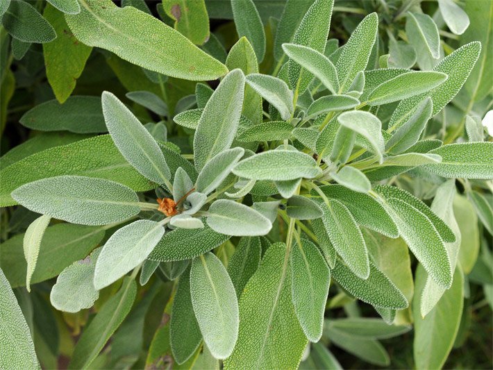 Hellgrüne Blätter einer Garten-Salbei-Pflanze, botanischer Name Salvia officinalis