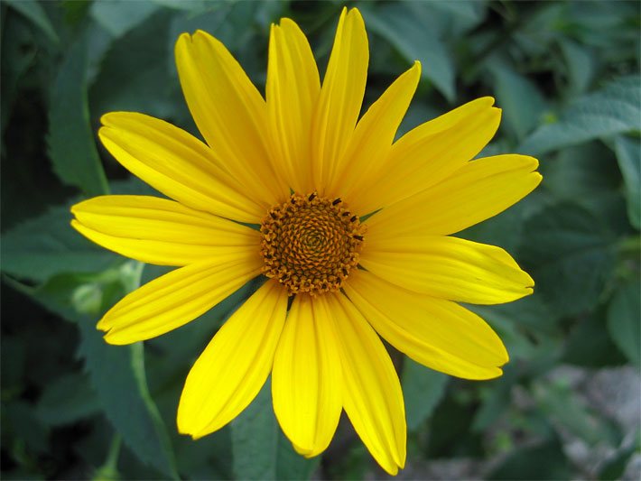Gelbe Blüte von einem Garten-Sonnenauge