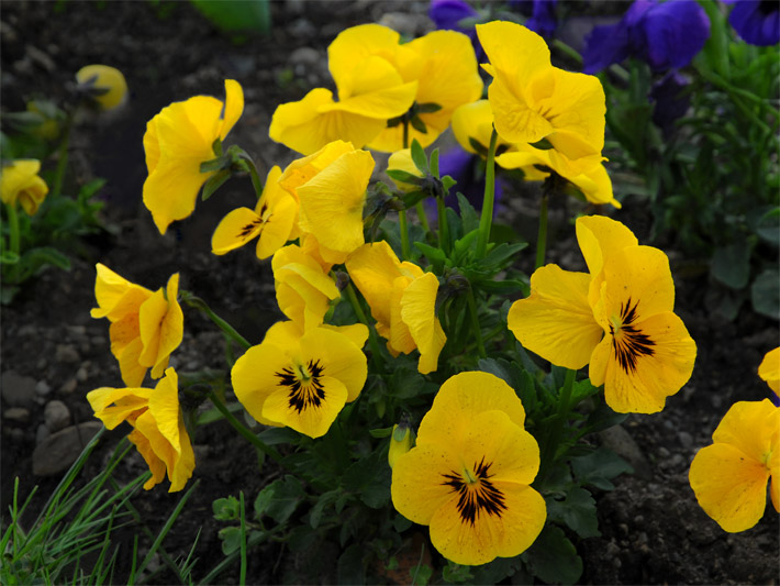 Gelb blühende Garten-Stiefmütterchen der Sorte Riesen-Vorbote Goldgelb, botanischer Name Viola wittrockiana, als Bepflanzung von einem Grab