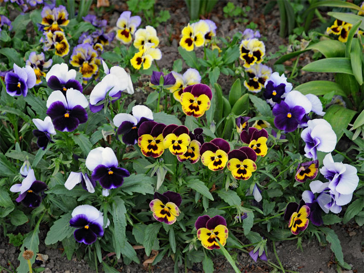 Blumenbeet mit weiß-lila Garten-Stiefmütterchen (Viola wittrockiana) und gel-lila Hornveilchen (Viola cornuta)