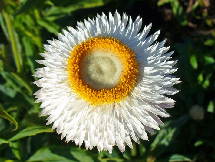 Weiße Blüte einer Garten-Strohblume, botanischer Name Xerochrysum bracteatum oder Helichrysum bracteatum, mit gelbem Blüten-Innenring in einem Blumenkasten