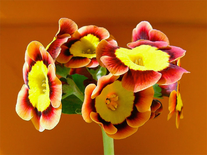 Gelb-orange-braun-rot-schwarz gemustere Blüten einer Bastard-/Garten-Aurikel, auch Gartenaurikel, botanischer Name Primula x pubescens / hortensis
