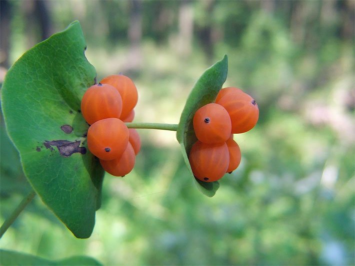 Orange Beeren eines Gartengeißblatts, auch Wohlriechendes Geißblatt oder Jelängerjelieber