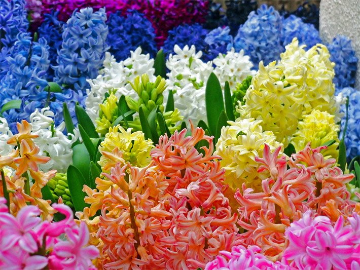 Blumenbeet mit rosa, orange, gelb, weiss, blau und violett blühenden Gartenhyazinthen, botanischer Name Hyacinthus orientalis