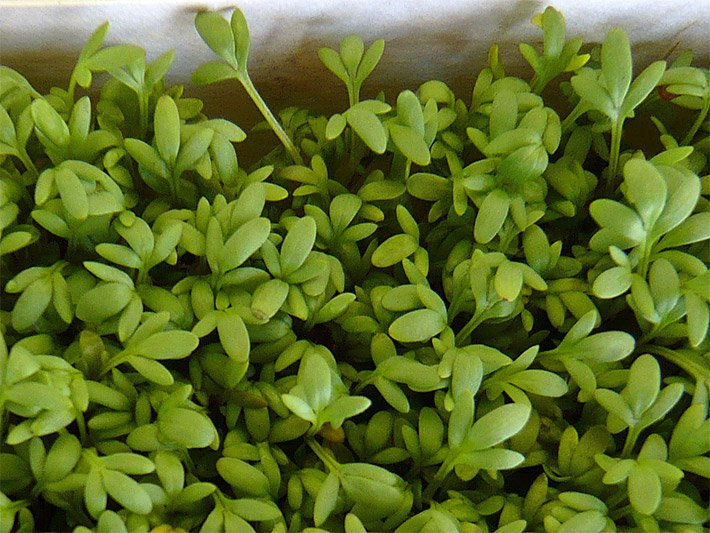 Foto von Bio-Gartenkresse an einem Gemüsestand