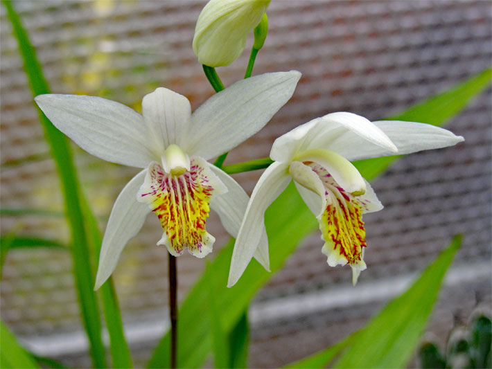 Weiße, gelb-purpurrot gemusterte Blüten einer Gartenorchidee der Sorte Alba, botanischer Name Bletilla striata var alba, in einem Balkonkasten
