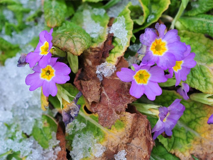 Rosa-violett blühende Garten-Primeln auf einem Grab, botanischer Name Primula acaulis, mit gold-gelbem Blütenschlund umgeben von Schnee-Resten